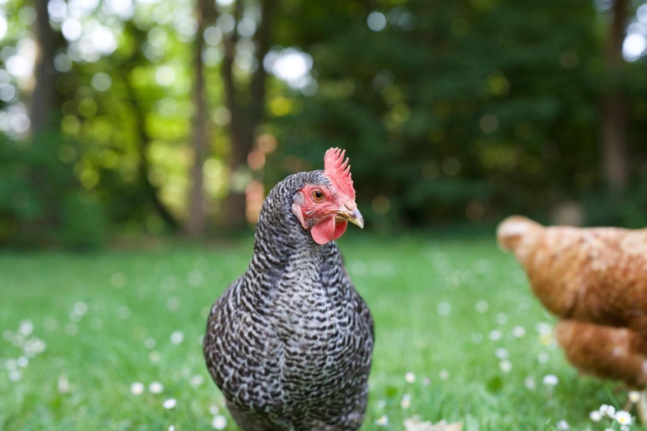 B&B Boerderij De Vaete - Duurzaam Genieten In De Zak Van Zuid-Beveland Heinkenszand Екстер'єр фото