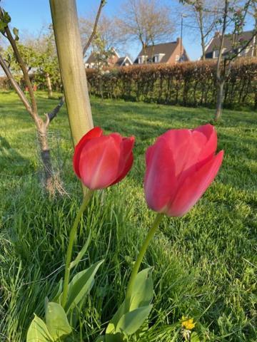 B&B Boerderij De Vaete - Duurzaam Genieten In De Zak Van Zuid-Beveland Heinkenszand Екстер'єр фото